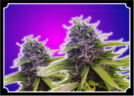 BLUEBERRY-Feminized