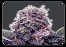 Blackberry-Kush-Feminized