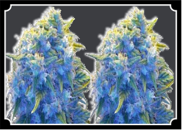 Blue-haze-Feminized