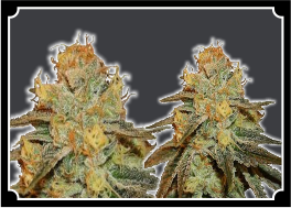 Bruch-Banner-Autoflower