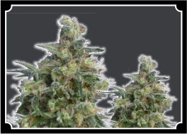 Bubba-Kush-Feminized