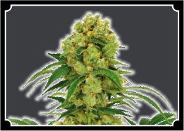 big-bud-feminized