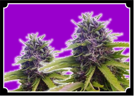 Blueberry Cbd Feminized