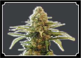 Chronic-Widow-Feminized