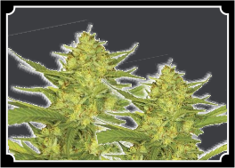 Sour Diesel Feminized