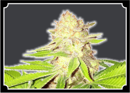 Strawberry Kush  Feminized