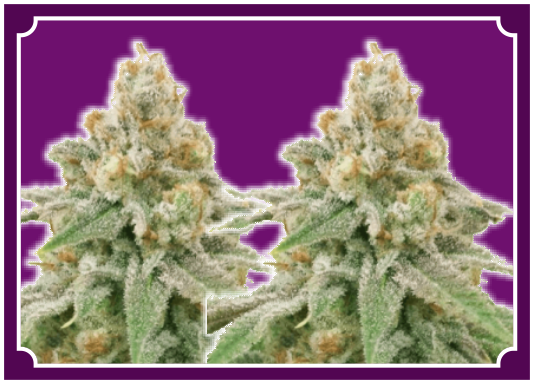 Wedding Cake Feminized