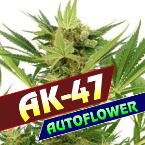 AK-47-Autoflower