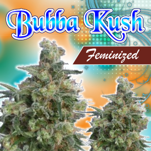 bubba-kush-feminized