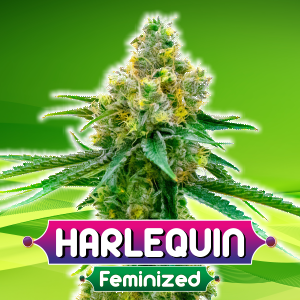 Harlequin-Feminized