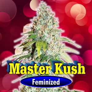 master-kush-feminized