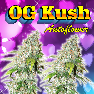 og-kush-autoflower