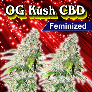 og-kush-cbd-feminized