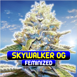 skywalker-og-feminized