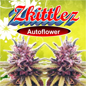 zkittloz-autoflower