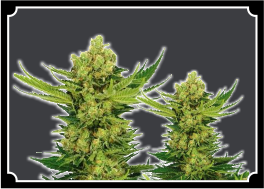 Cheese-Seeds-Feminized