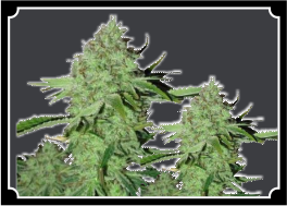 Crystal-Seeds-Feminized