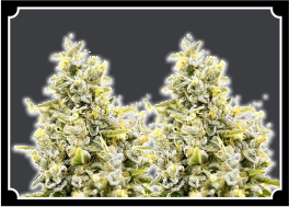 SUNET-SHERBET -Feminized