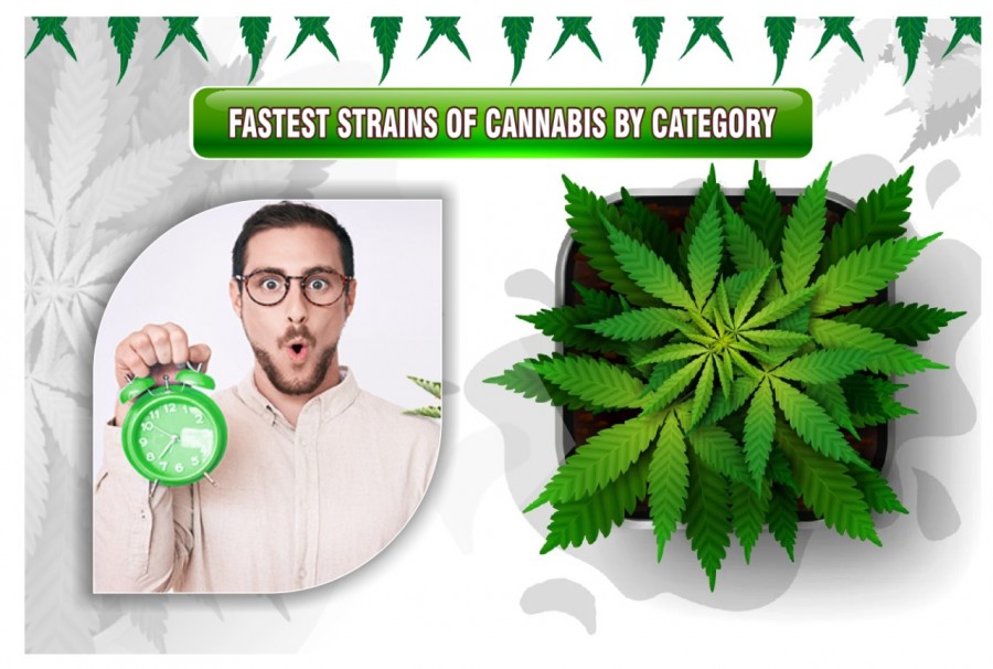 Fastest Strains Of Cannabis By Category - Potgage